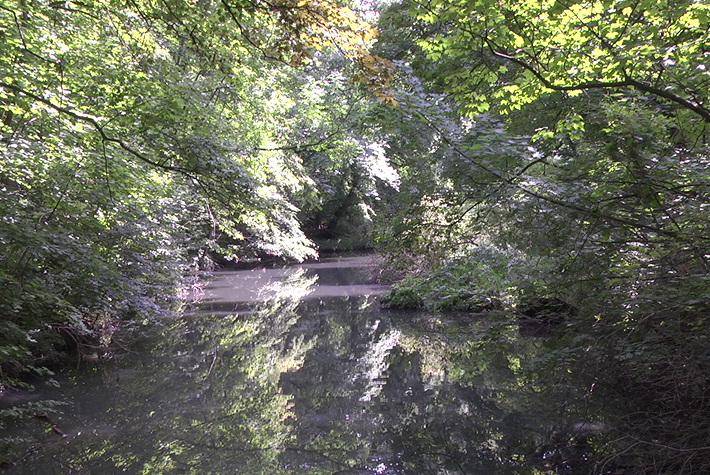 Hier ist eine eher braun bis gräuliche Wasserfläche zu erkennen, in der sich die Bäume spiegeln, die die Wasserfläche umgeben.